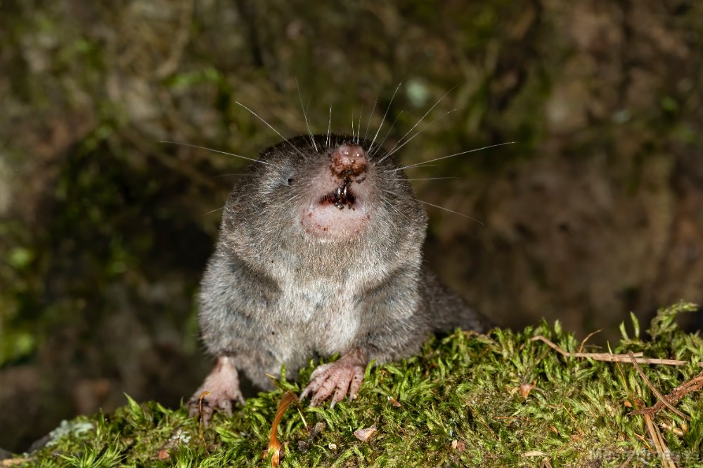 backyard-beasts-northern-short-tailed-shrew-nest-unearthed